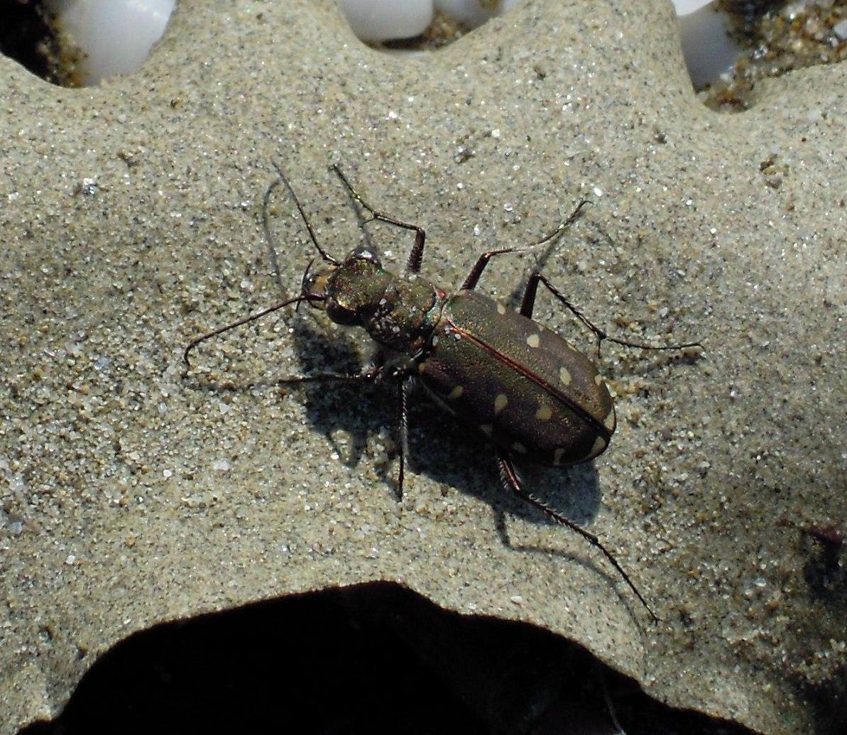 Calomera littoralis